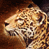 Animated contact sheet showing two frames of a leopard's face and a separate frame with text on blue background.