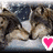 Two cats sleep together on a gray surface with a pink heart icon, surrounded by Valentine's Day text and XOXO graphics.