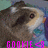 Pixelated close-up of a cartoon animal face with brown fur, white muzzle, and large black eye; pink text 'GOOME' appears at bottom.