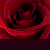 Red roses arranged in a pattern with vertical red and black pixelated lines overlaying the image