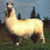 A pixelated llama stands on grass with trees in the background, next to a purple displaying 'AhIt's Llama land' text