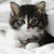 Four distinct cat images arranged in a , each with unique backgrounds and poses