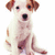Two stacked puppy images on white background with cyan and gray text reading 'dianaw luvs pups!!!' in pink pixelated font