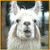 Pixelated static image of a white llama's face with dark eyes and nose, set against blurred background elements including vertical shapes.