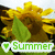 A sunflower with yellow petals and a green leaf, overlaid with four variations of the word 'Summer' in different colors and heart symbols.