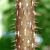 A pixelated tree trunk with brown bark and white patches, surrounded by green foliage and light blue sky elements.