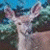 A pixelated image of a light-colored deer with large ears against a blue and green background, next to bright green text on dark green.