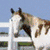 Six- of horse images and text on blue background; horses in various poses and colors including white-brown spotted, brown, and white with brown patches