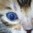 A pixelated cat's eye with blue iris and white fur, next to text reading 'peek-a-boo' and 'i see you!' in light purple.