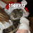 A cat wearing a Santa hat with red trim and white fur, positioned in front of a blurred background.