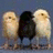 Three chicks stand side-by-side on a blue background, with two light-colored chicks flanking one dark chick. Pink text reads "Meg Brittany Elz" and "Triplets For Life!".