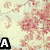 A static image with a floral background and text labels changing from 'A' to 'Ab' to 'Abbi' across three