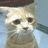Pixelated cat image with light brown fur and dark eyes, next to pink text reading 'your a BUCKET DIPPER' on black background.