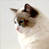 A 2x2 contact sheet of a cat animation with two frames showing the cat's face and one frame showing text on a blue background.