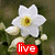 A 2x2 contact sheet of a flower animation with three visible frames showing text overlays changing from 'live' to 'laugh' to 'love'.