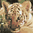 four pixelated images: a tiger, text 'Sangha', a boy's face, and 'Two Brothers' over clouds with 'Sangha's friend Raoul'