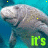 Animated sequence of manatees with changing text and symbols over a blue background.