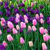 Pixelated image of pink and purple flowers with green foliage background, rendered in low-resolution mosaic style.