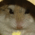 A small, pixelated image of a hamster's face with closed eyes and a pink nose, set against a dark background.