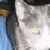 A cat's face with closed eyes and a black hat, partially visible against blue background.