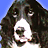 A pixelated static image of a dog's face with dark fur, white markings on the muzzle and chest, and a blue background.