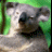 A pixelated koala with gray fur and black nose appears on the left, while a bright green background displays pink text reading 'koala crazy!' on the right.