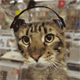 A cat wearing black headphones with a striped pattern, alternating between facing forward and turning left to right against a blurred background.