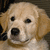 Pixelated close-up of a light-colored dog's face with dark eyes and nose, mouth slightly open showing teeth, against a dark background.