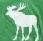 A static image with a green background featuring a white moose silhouette on the left and green text reading "You Gotta The Moose!" on the right.