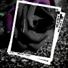 Black-and-white rose image with white border, set against dark textured background with purple and green elements.