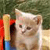 A pixelated static image shows a light-colored cat with a neutral expression, positioned next to a colorful object with red, yellow, and blue sections against a blurred green background.