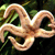 A pixelated octopus with light brown and beige tentacles against a dark green and black background.