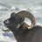 Pixelated image of a dark animal head with light eyes and nose against a blurred light background.