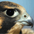 A close-up of a bird's head with a sharp beak, large dark eye, and brown and white feathers against a light blue background.
