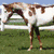 six horse images with one frame showing red text reading 'Magie!' at the bottom