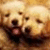 Two dogs appear in a pixelated image; the left dog has light fur and an open mouth, while the right dog is brown with closed eyes on a white background.