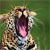 Animals icons for AIM, MSN, MySpace and Yahoo