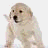 A 48x48 pixel animated buddy icon featuring a light-colored puppy dog with text elements arranged in a contact sheet layout, showing frame-to-frame animation changes.