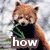 A red panda holding green leaves with text overlays reading 'how much more must we suffer' in different colors.