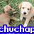 Four pixelated dog images arranged in a with overlaid text banners; top-left shows two dogs on grass, top-right one dog on dirt, bottom-left a dog in a bed, bottom-right green text over pink heart