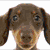 A pixelated dog with brown fur and large eyes appears in the top-left of a six