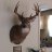 Pixelated static image of a mounted deer head with antlers on a light wall, partially obscured by a vertical structure on the right.