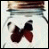 iconhell_deadreamlette_butterfly