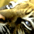 Pixelated static image of a tiger's face with golden-brown fur, dark stripes, and white accents on the muzzle and eyes.