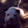 A white and brown dog appears in multiple poses across a of six , with some showing the dog standing on wooden planks