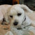 A pixelated close-up of a light-colored dog's face with dark eyes and nose, set against a blurred background.