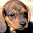 Animated contact sheet showing a dachshund dog's face in two frames with a blue background containing 'CoolBuddy.com' text on the right side.