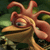 Pixelated cartoon character with brownish-red skin, large eyes, a long beak-like nose, and multiple curved tentacles on its head against a green background.