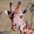 Pixelated giraffe head with dark brown ossicones, black facial markings, and light pinkish-brown body against a muted beige background.