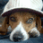 A pixelated dog wearing a white hard hat with a purple background and bold text reading 'Trolx!' in black-outlined white letters.